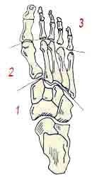 Иллюстрация к книге — Энциклопедия женской красоты и здоровья [i_008.jpg]