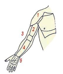 Иллюстрация к книге — Энциклопедия женской красоты и здоровья [i_121.jpg]