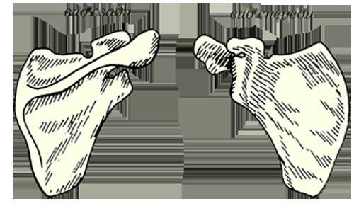 Иллюстрация к книге — Энциклопедия женской красоты и здоровья [i_122.jpg]