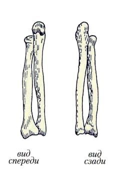 Иллюстрация к книге — Энциклопедия женской красоты и здоровья [i_124.jpg]