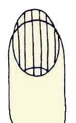 Иллюстрация к книге — Энциклопедия женской красоты и здоровья [i_356.jpg]