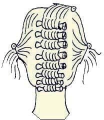 Иллюстрация к книге — Энциклопедия женской красоты и здоровья [i_443.jpg]