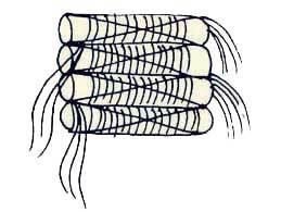 Иллюстрация к книге — Энциклопедия женской красоты и здоровья [i_457.jpg]