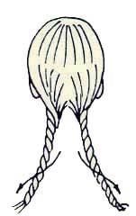 Иллюстрация к книге — Энциклопедия женской красоты и здоровья [i_477.jpg]