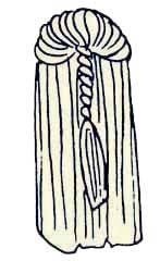 Иллюстрация к книге — Энциклопедия женской красоты и здоровья [i_481.jpg]