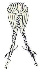 Иллюстрация к книге — Энциклопедия женской красоты и здоровья [i_484.jpg]