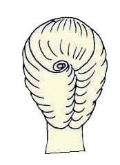 Иллюстрация к книге — Энциклопедия женской красоты и здоровья [i_510.jpg]