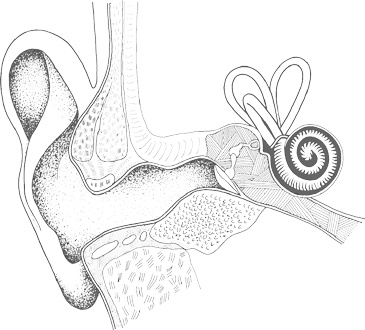 Иллюстрация к книге — Музыка и мозг [i_012.jpg]