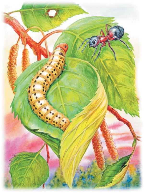 Иллюстрация к книге — Рассказы о природе [i_004.jpg]