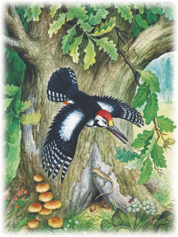 Иллюстрация к книге — Рассказы о природе [i_007.jpg]