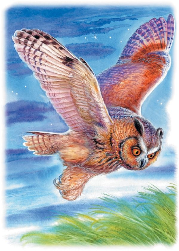 Иллюстрация к книге — Рассказы о природе [i_008.jpg]