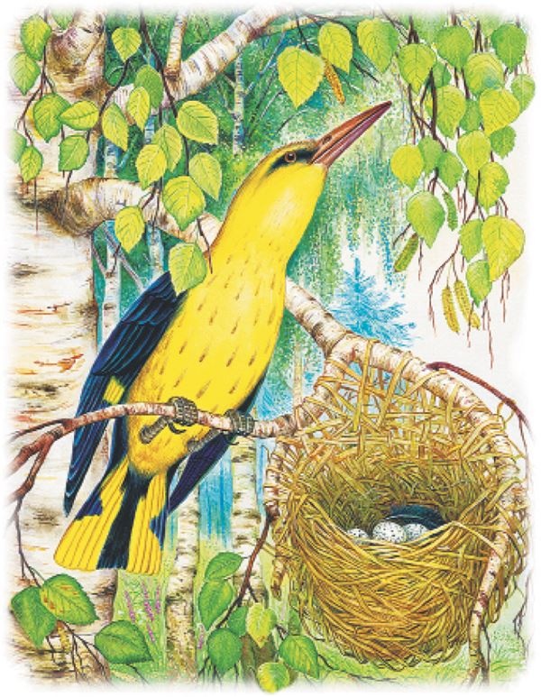 Иллюстрация к книге — Рассказы о природе [i_009.jpg]