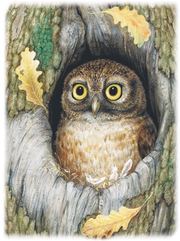 Иллюстрация к книге — Рассказы о природе [i_010.jpg]