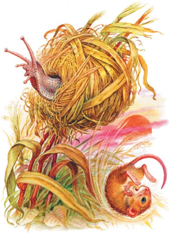 Иллюстрация к книге — Рассказы о природе [i_011.jpg]