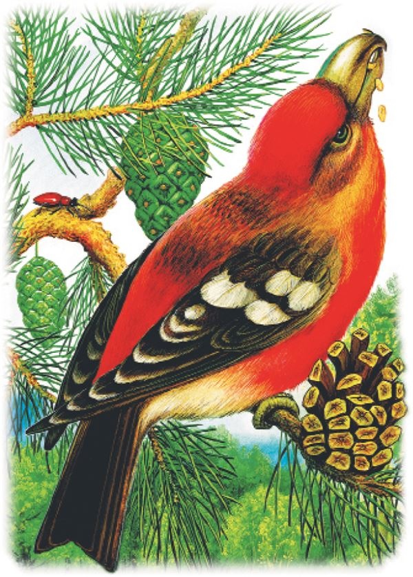 Иллюстрация к книге — Рассказы о природе [i_017.jpg]