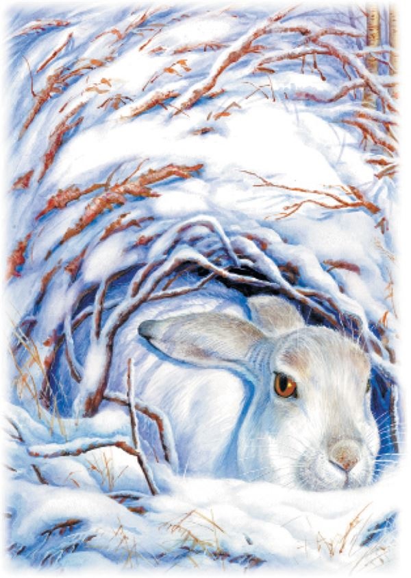 Иллюстрация к книге — Рассказы о природе [i_018.jpg]