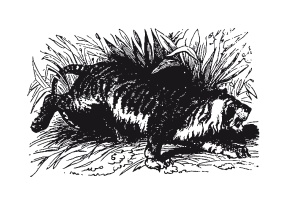 Иллюстрация к книге — Книга, которую читают все [i_092.jpg]