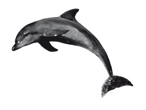 Иллюстрация к книге — Книга, которую читают все [i_095.jpg]