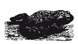 Иллюстрация к книге — Книга, которую читают все [i_164.jpg]