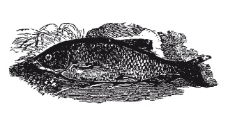 Иллюстрация к книге — Книга, которую читают все [i_168.jpg]