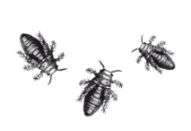 Иллюстрация к книге — Книга, которую читают все [i_176.jpg]