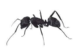 Иллюстрация к книге — Книга, которую читают все [i_241.jpg]