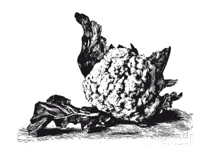 Иллюстрация к книге — Книга, которую читают все [i_295.jpg]