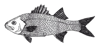 Иллюстрация к книге — Книга, которую читают все [i_348.jpg]