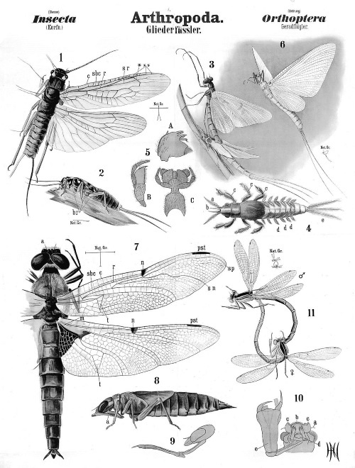 Иллюстрация к книге — Происхождение видов путем естественного отбора, или Сохранение благоприятных рас в борьбе за жизнь [i_004.jpg]