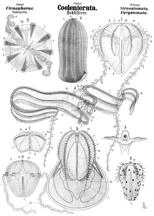 Иллюстрация к книге — Происхождение видов путем естественного отбора, или Сохранение благоприятных рас в борьбе за жизнь [i_005.jpg]