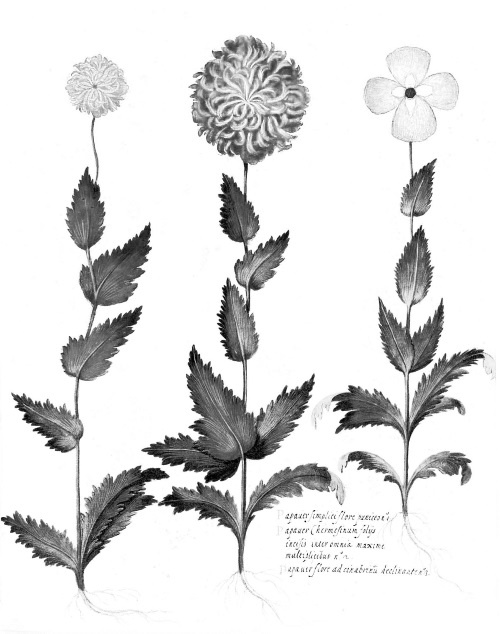 Иллюстрация к книге — Происхождение видов путем естественного отбора, или Сохранение благоприятных рас в борьбе за жизнь [i_006.jpg]