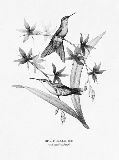 Иллюстрация к книге — Происхождение видов путем естественного отбора, или Сохранение благоприятных рас в борьбе за жизнь [i_007.jpg]