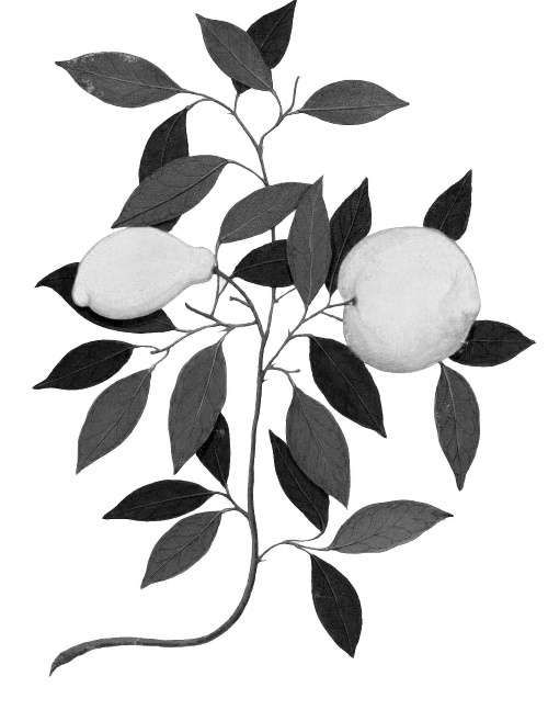 Иллюстрация к книге — Происхождение видов путем естественного отбора, или Сохранение благоприятных рас в борьбе за жизнь [i_011.jpg]