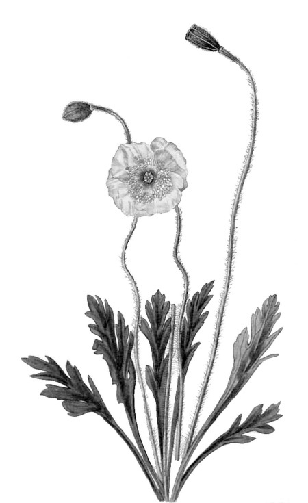 Иллюстрация к книге — Происхождение видов путем естественного отбора, или Сохранение благоприятных рас в борьбе за жизнь [i_013.jpg]