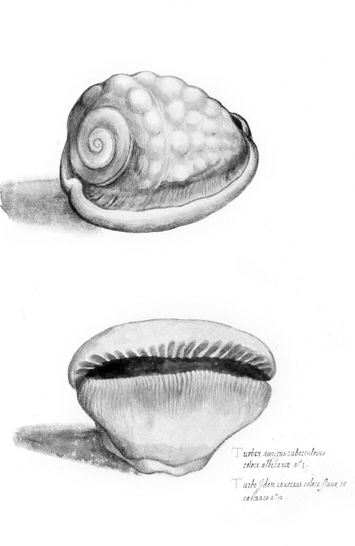 Иллюстрация к книге — Происхождение видов путем естественного отбора, или Сохранение благоприятных рас в борьбе за жизнь [i_018.jpg]