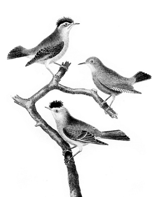 Иллюстрация к книге — Происхождение видов путем естественного отбора, или Сохранение благоприятных рас в борьбе за жизнь [i_019.jpg]