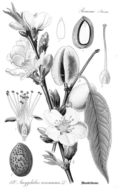 Иллюстрация к книге — Происхождение видов путем естественного отбора, или Сохранение благоприятных рас в борьбе за жизнь [i_020.jpg]