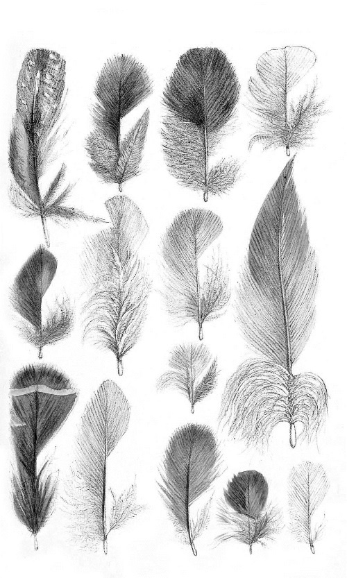 Иллюстрация к книге — Происхождение видов путем естественного отбора, или Сохранение благоприятных рас в борьбе за жизнь [i_022.jpg]