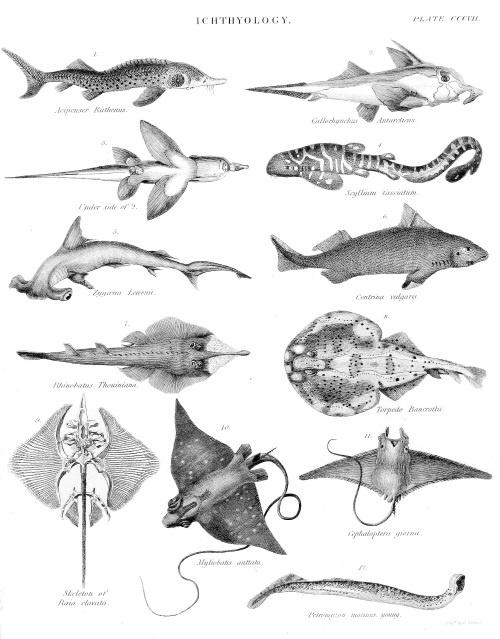 Иллюстрация к книге — Происхождение видов путем естественного отбора, или Сохранение благоприятных рас в борьбе за жизнь [i_023.jpg]