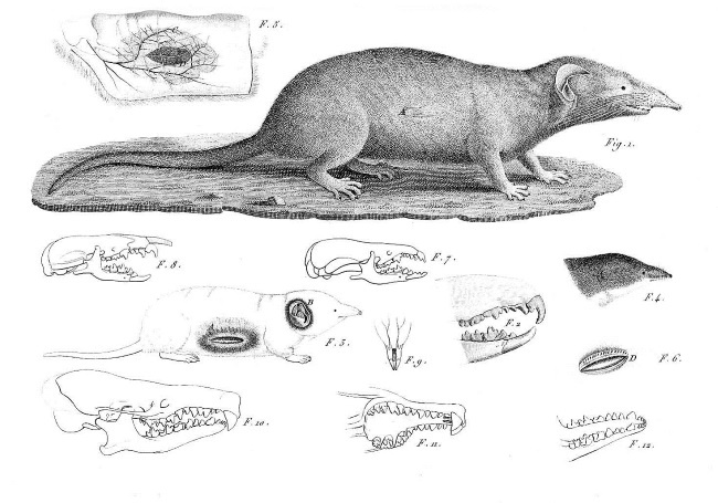 Иллюстрация к книге — Происхождение видов путем естественного отбора, или Сохранение благоприятных рас в борьбе за жизнь [i_025.jpg]