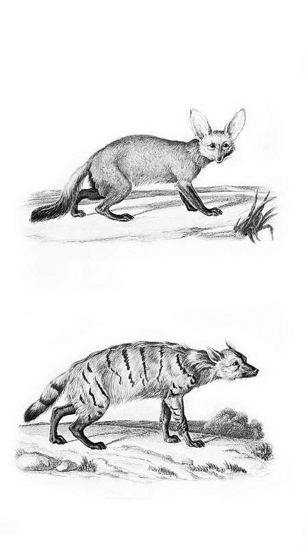 Иллюстрация к книге — Происхождение видов путем естественного отбора, или Сохранение благоприятных рас в борьбе за жизнь [i_026.jpg]