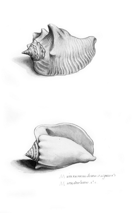 Иллюстрация к книге — Происхождение видов путем естественного отбора, или Сохранение благоприятных рас в борьбе за жизнь [i_027.jpg]