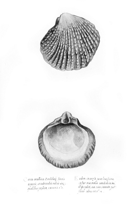 Иллюстрация к книге — Происхождение видов путем естественного отбора, или Сохранение благоприятных рас в борьбе за жизнь [i_030.jpg]