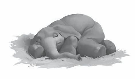 Иллюстрация к книге — Айван, единственный и неповторимый [i_021.jpg]