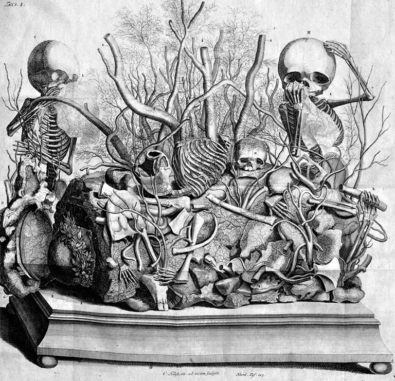 Иллюстрация к книге — Фредерик Рюйш и его дети. Гид по ранним коллекциям Кунсткамеры [i_003.jpg]