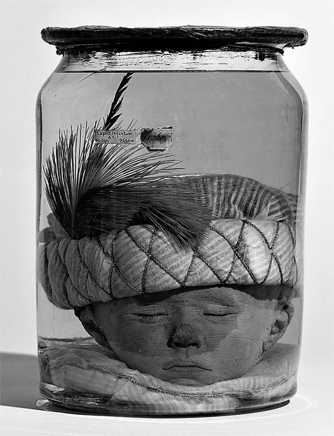 Иллюстрация к книге — Фредерик Рюйш и его дети. Гид по ранним коллекциям Кунсткамеры [i_011.jpg]