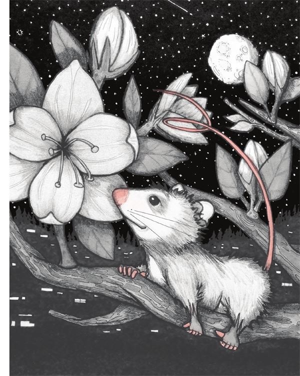 Иллюстрация к книге — Опоссум по имени Апельсинка [i_001.jpg]