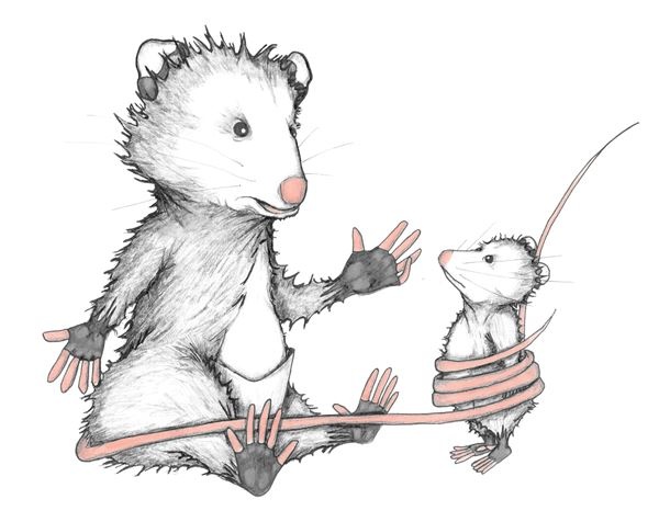 Иллюстрация к книге — Опоссум по имени Апельсинка [i_005.jpg]