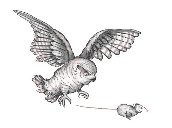 Иллюстрация к книге — Опоссум по имени Апельсинка [i_007.jpg]