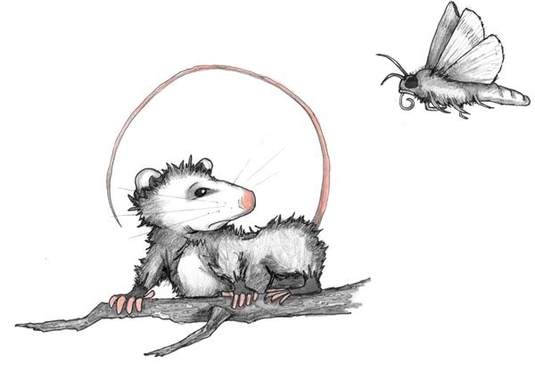 Иллюстрация к книге — Опоссум по имени Апельсинка [i_011.jpg]